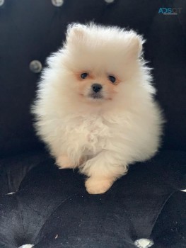 Pomeranian puppies for sale 