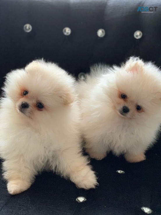 Pomeranian puppies for sale 