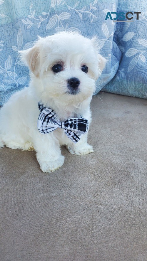 Cute Maltese Puppies For Sale