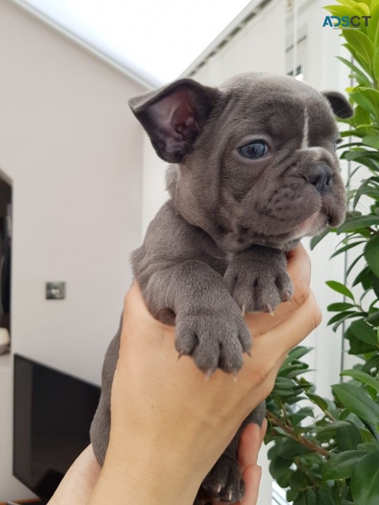 Quality French Bulldog  puppies