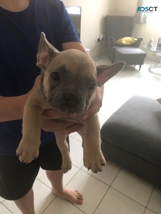 Quality French Bulldog  puppies