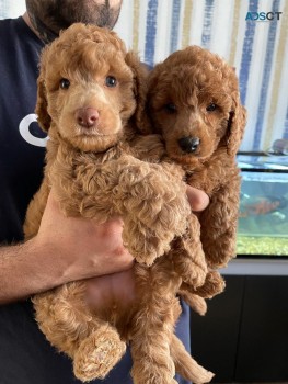  Poodle Puppies Ready Now 