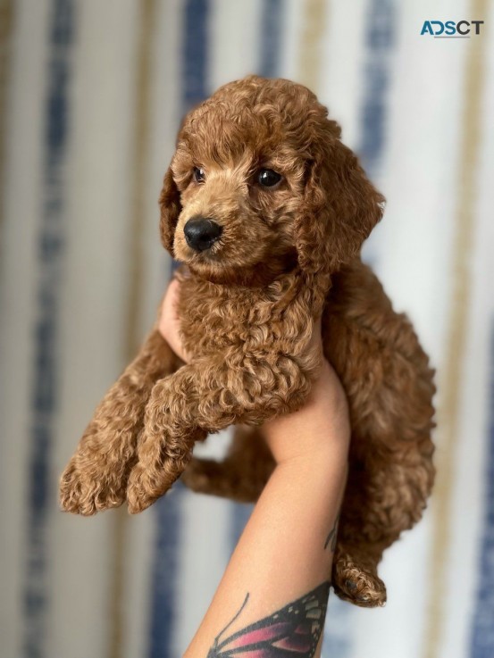  Poodle Puppies Ready Now 