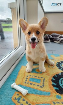 Smart Pembroke welsh corgi puppies