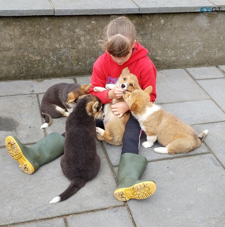 Playful Pembroke welsh corgi puppies