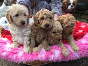  Poodle Puppies Ready Now 