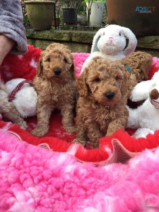  Poodle Puppies Ready Now 