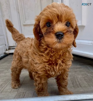 Charming Cavapoo  Puppies