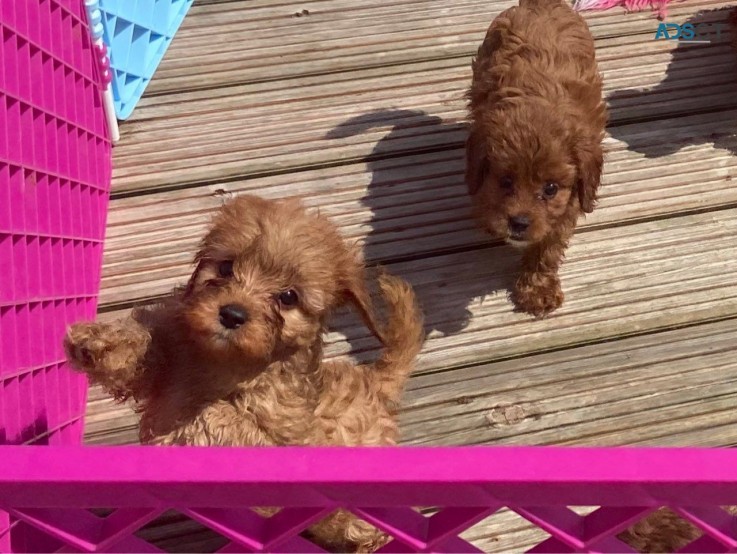 Charming Cavapoo  Puppies