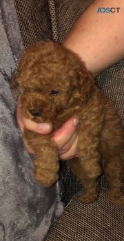  Poodle Puppies Ready Now 