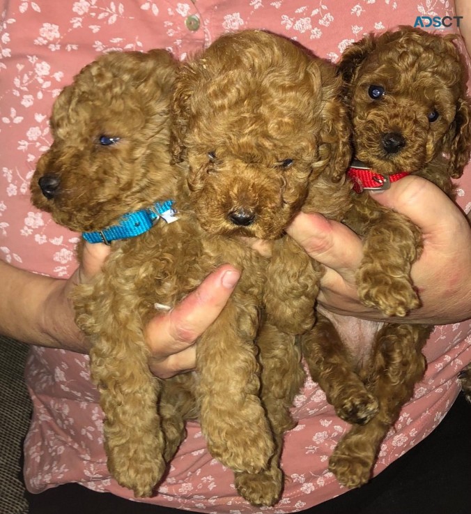  Poodle Puppies Ready Now 