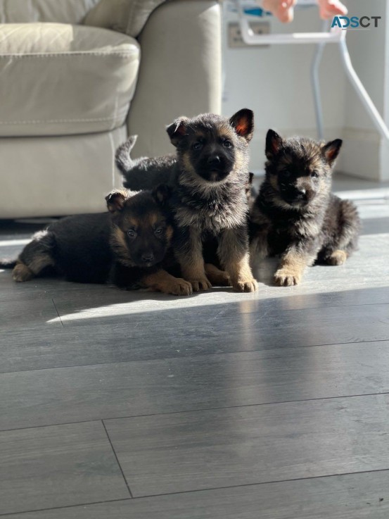 German Shepherd puppies for sale 