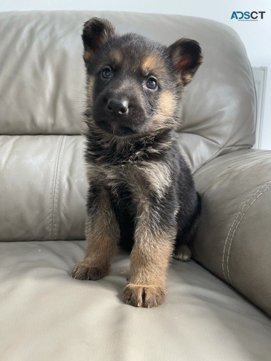 German Shepherd puppies for sale 