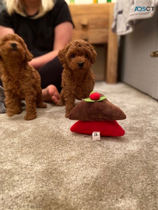 Adorable outstanding Toy Poodle