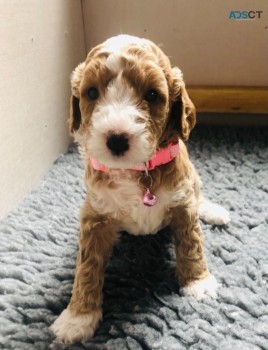 Adorable Labradoodle  Puppies Available