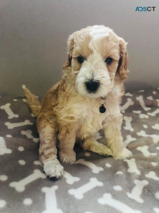 Adorable Labradoodle  Puppies Available