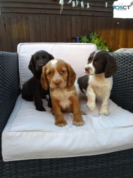 Cocker Spaniel puppies for sale 