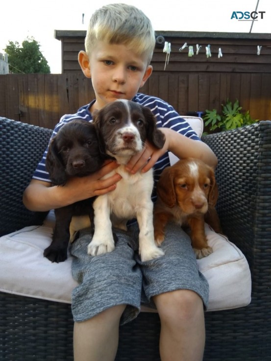 Cocker Spaniel puppies for sale 