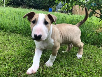 Cute and Rich Stafford Bull Terrier Pups