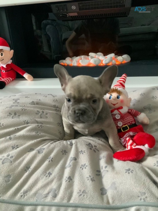 Adorable outstanding French Bulldog