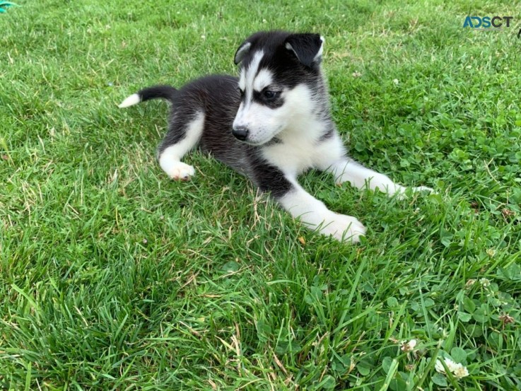 cute Siberian Husky