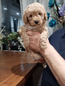 Poodle puppies for sale 