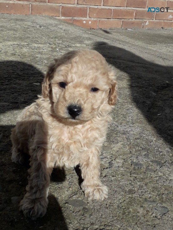 Poodle puppies for sale 