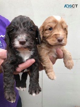 Adorable outstanding Cockapoo