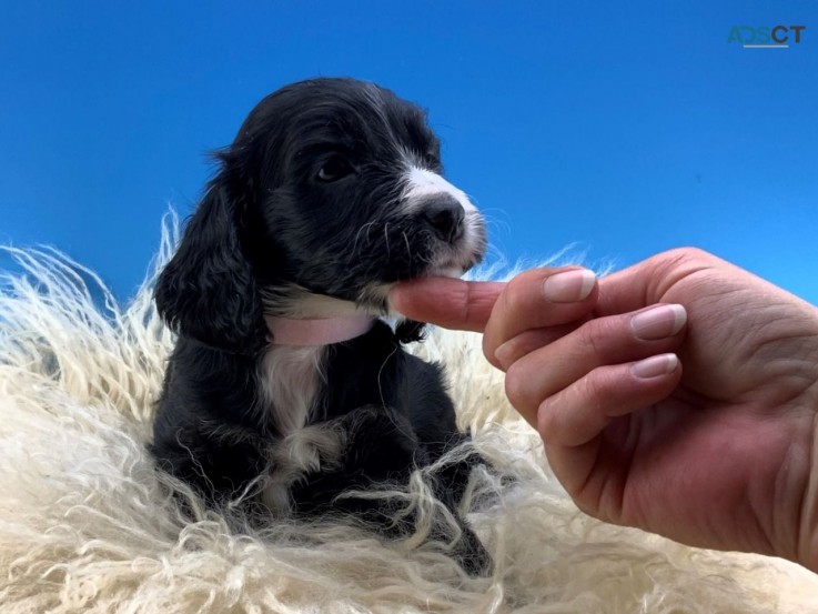 Adorable outstanding Cockapoo