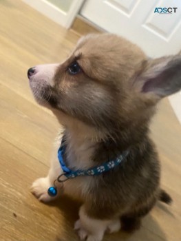 Wonderful 12 week old Welsh Corgi  puppi