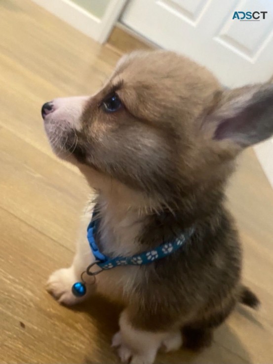 Wonderful 12 week old Welsh Corgi  puppi