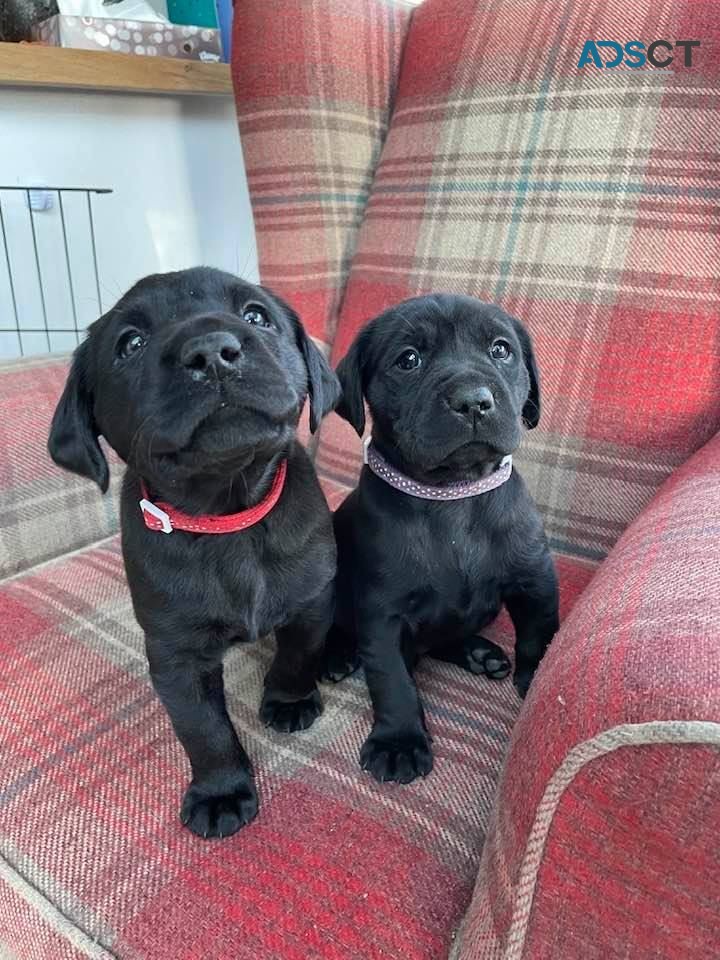 Labradoodle puppies for sale 