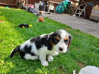 lovely Cavalieer King Charles