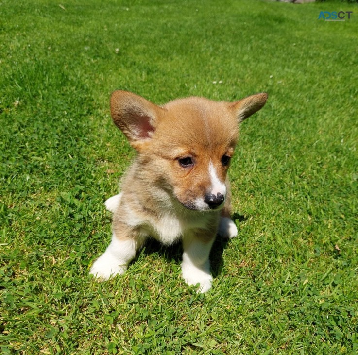 Soft Hearted Pembroke welsh corgi pups