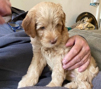 Full AKC Goldendoodle  Puppies