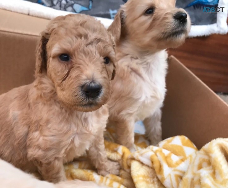 Beautiful Labradoodles  Puppies