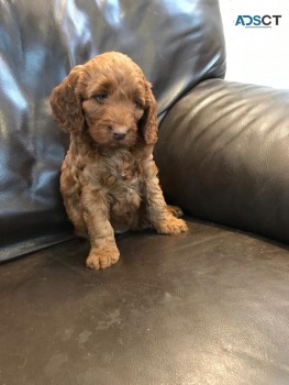 Awesome cockapoo Puppies Available