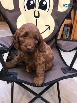 Awesome cockapoo Puppies Available