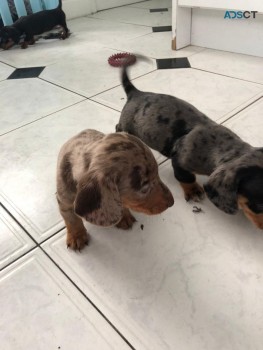 AKC registered Daschund  Puppies