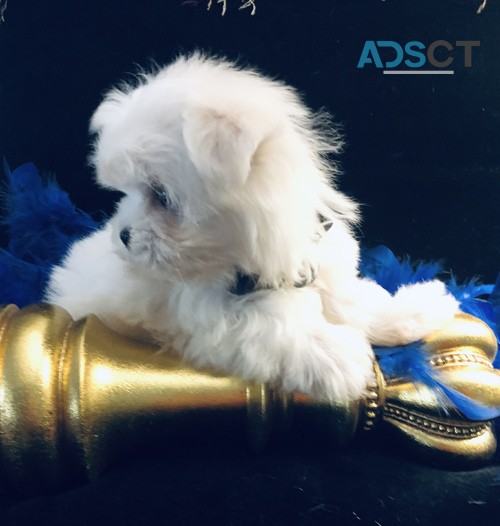 Gorgeous Maltese Puppies for sale