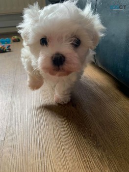 Maltipoo puppies for sale 