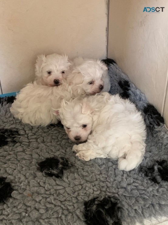 Maltipoo puppies for sale 