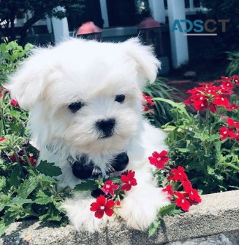 Excellent Maltese Puppies For Sale