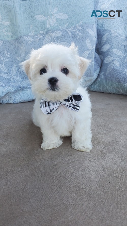 Adorable Maltese Puppies