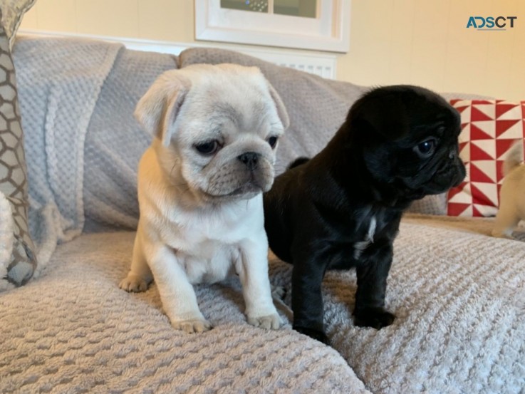 Pug puppies for sale 