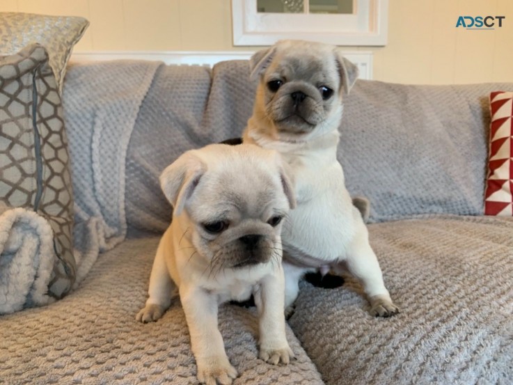 Pug puppies for sale 