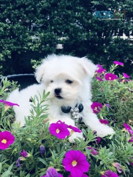 Affectionate Maltese Puppies