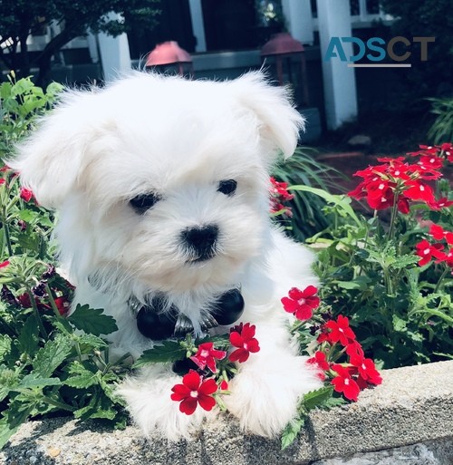 Cute Maltese Puppies For Sale