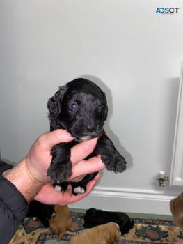 Cockapoo puppies for sale 