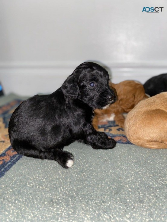 Cockapoo puppies for sale 